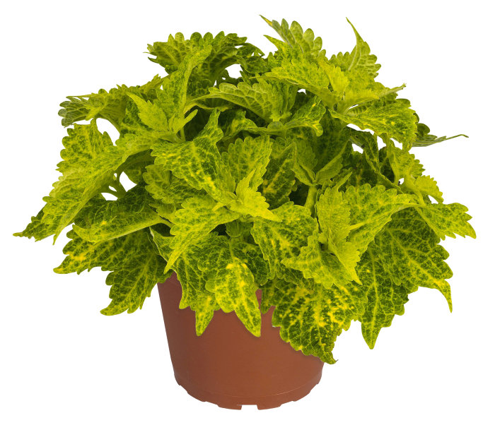 Palettblad Coleus